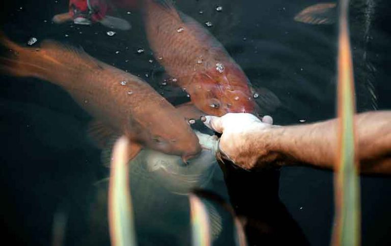 Mengapa Ikan Anda Tidak Mau Makan? Temukan Penyebab dan Solusinya