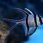 Cara Memelihara Cardinalfish (Capungan Ambon)