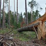 Penyebab Kerusakan Hutan