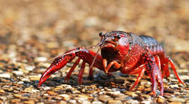 Lobster Air Tawar