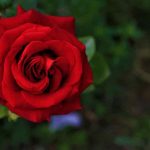 6 Fakta Unik Bunga Mawar yang Jarang Diketahui