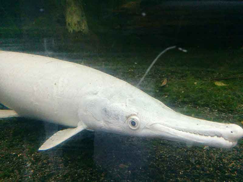Atractosteus spatula Ikan yang bisa hidup tanpa aerator