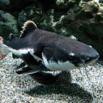 Cara Memelihara Ikan Red Tail Catfish (Panduan Terlengkap)