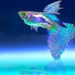 10 Ikan Hias Air Tawar yang Bisa Hidup Tanpa Aerator