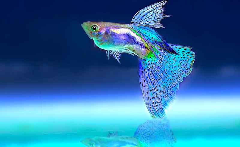 Guppy Ikan yang bisa hidup tanpa aerator