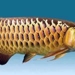 Makanan Terbaik Ikan Arwana Biar Cepat Besar dan Warnanya Bagus