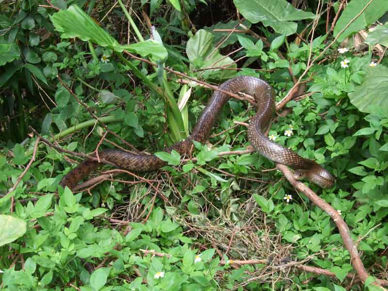 Taiwan Stink Snake