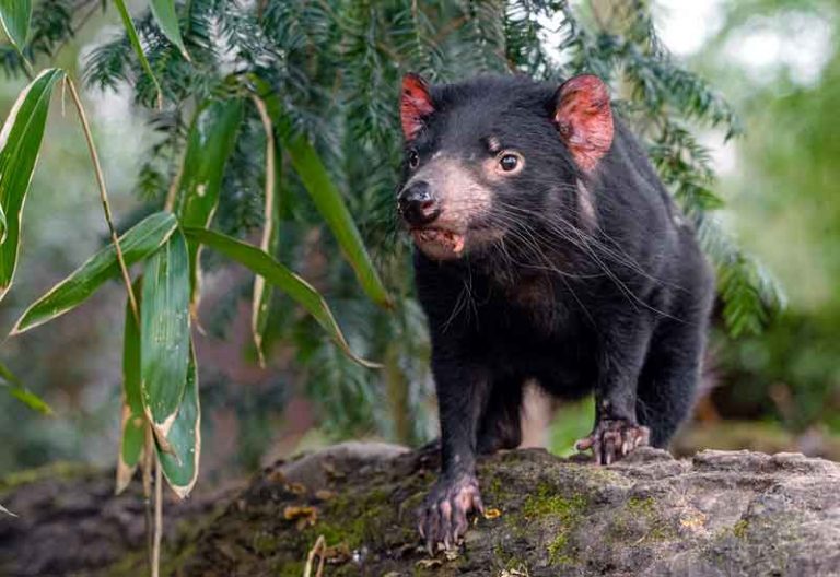 Gambar Tasmanian Devil