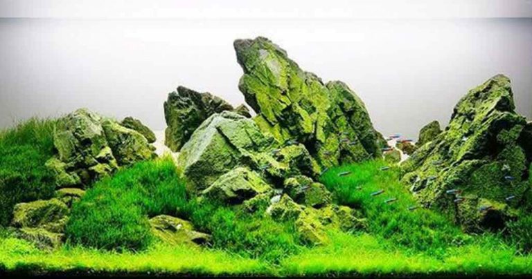 Iwagumi Style Aquascape