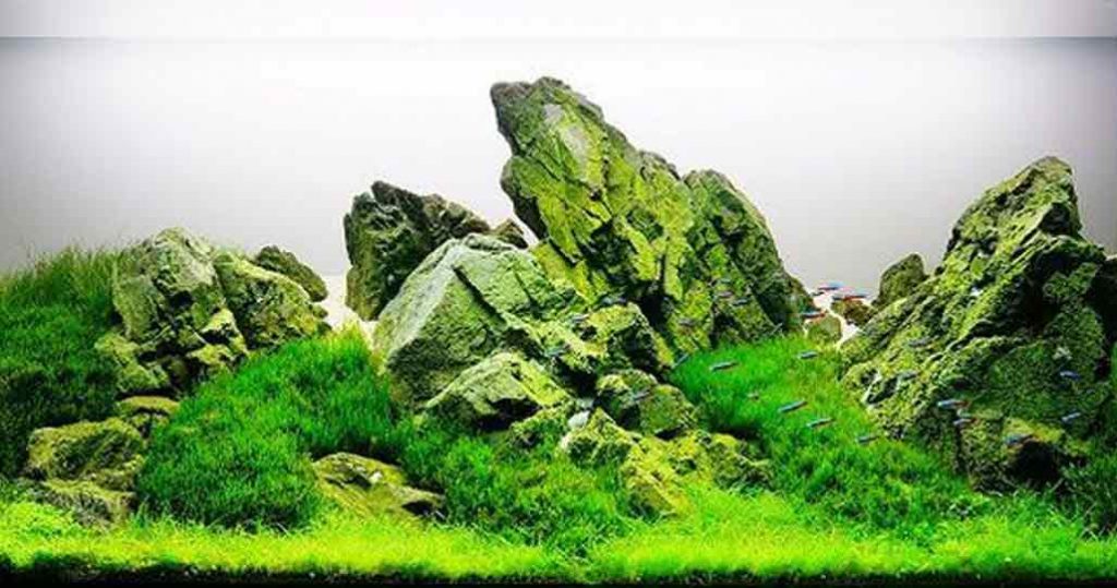 Iwagumi Style Aquascape