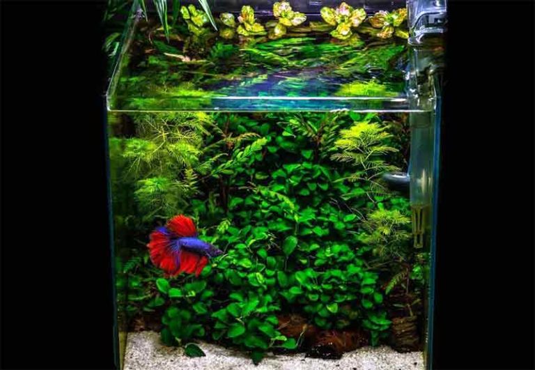 Mengenal Nano Tank Aquascape (Aquarium Nano)