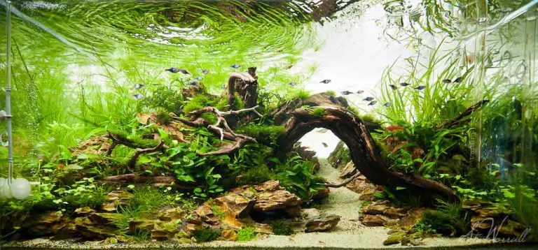 Tanaman Aquascape yang MUdah Dirawat
