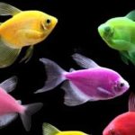 GloFish: Ultimate Care Guide