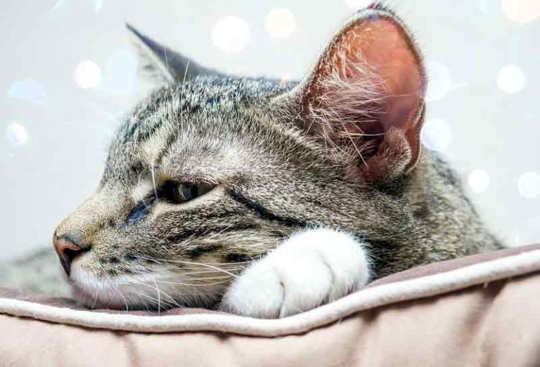 Liquid Food for Sick Cats You Need To Know Solahart Handal