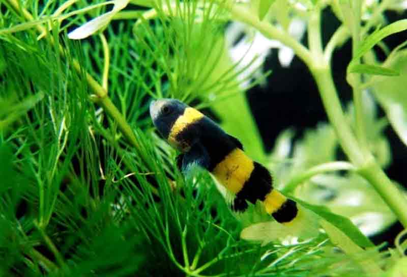 True Freshwater Bumblebee Goby Fish Care