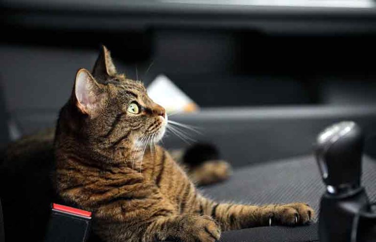 How to Calm Down a Cat In The Car