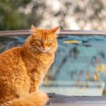 How to Keep Cats Off Your Car (13 Easy Methods)
