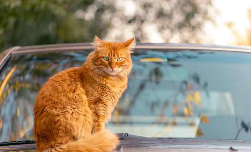 how to keep cats off your car