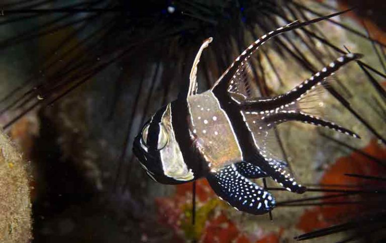 Banggai Cardinalfish Care Guide