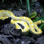 Snake Won't Eat: Causes and Solutions