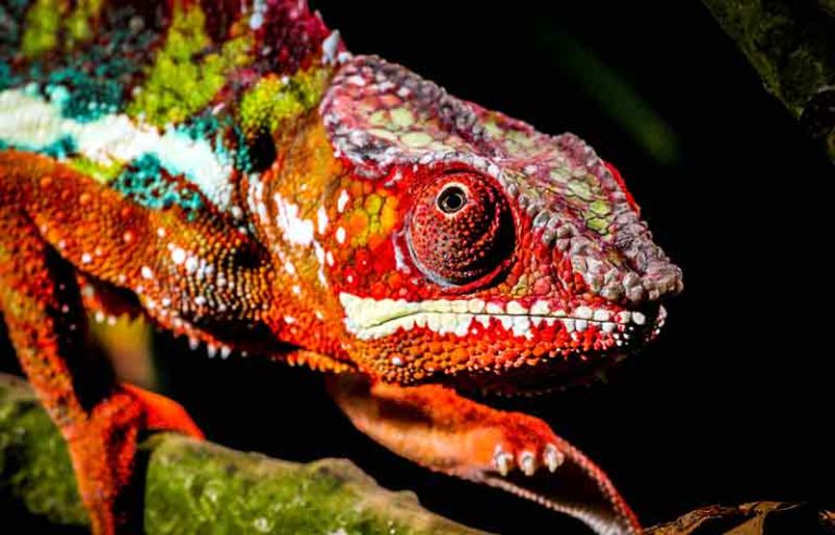 Baby Chameleon Foods to Accelerate Growth