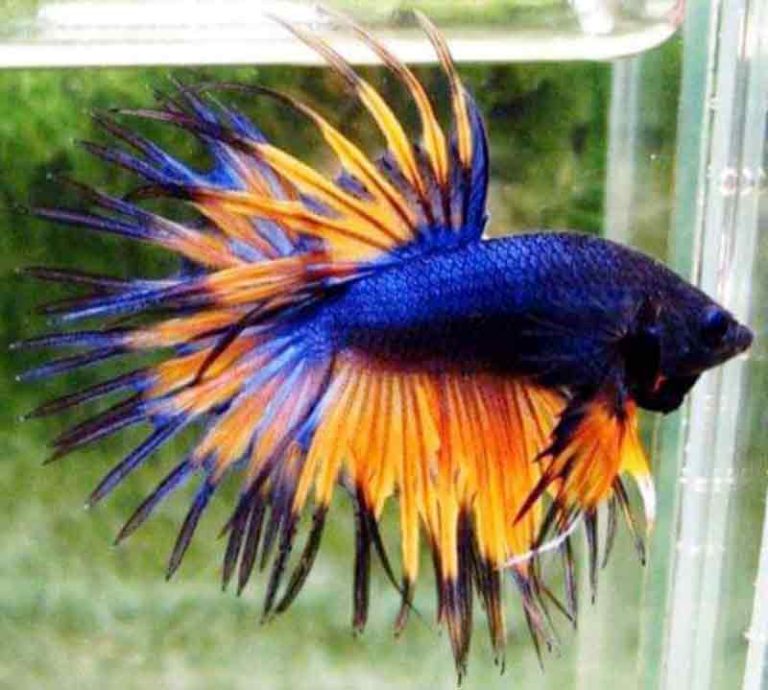 Best Betta Fish Food for Fast Growth and Color