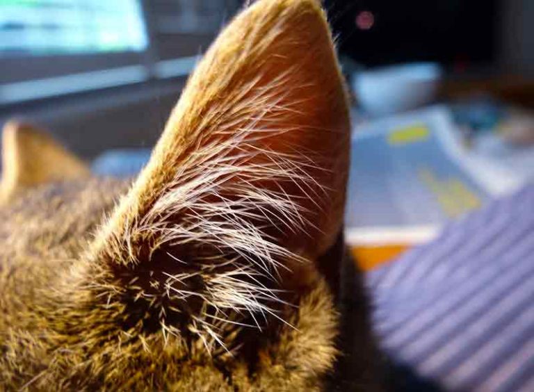 How to Clean a Cat's Ears Safely and Effectively Solahart Handal