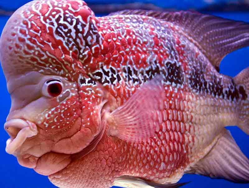 Best Food for Flowerhorn Fish for Head Growth and Color