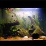 Cloudy Fish Tank Water: Causes and How to Fix It