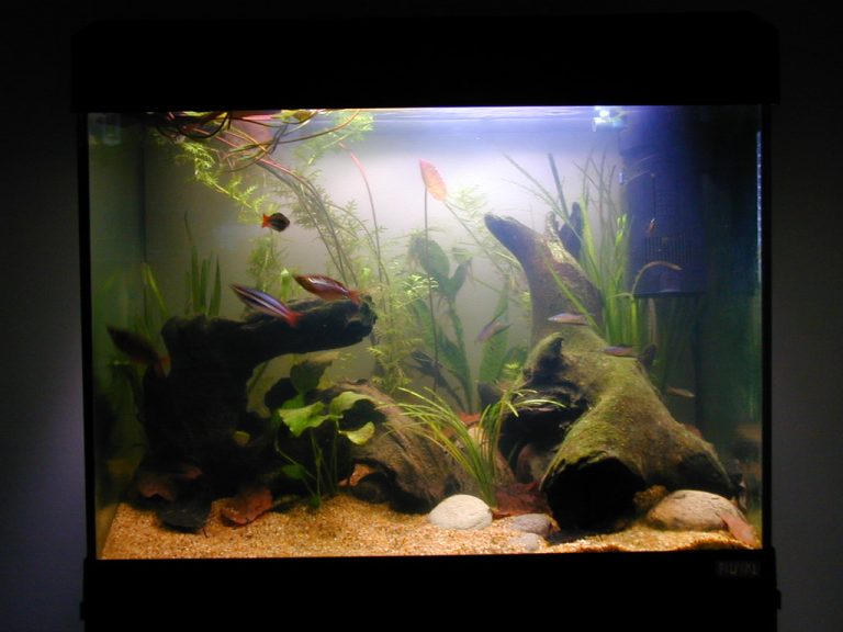 Cloudy Fish Tank Water: Causes and How to Fix It