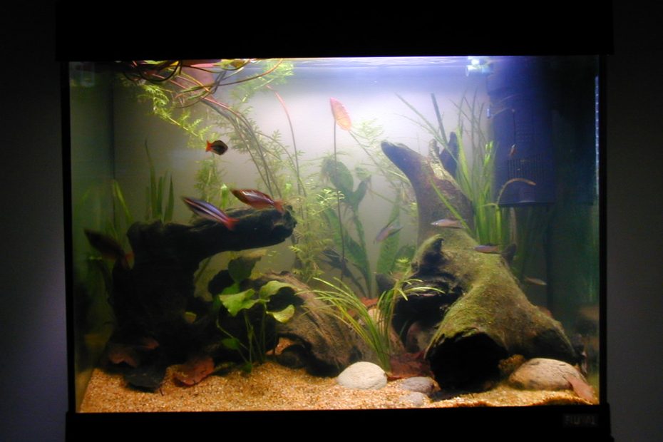 Cloudy Fish Tank Water: Causes and How to Fix It