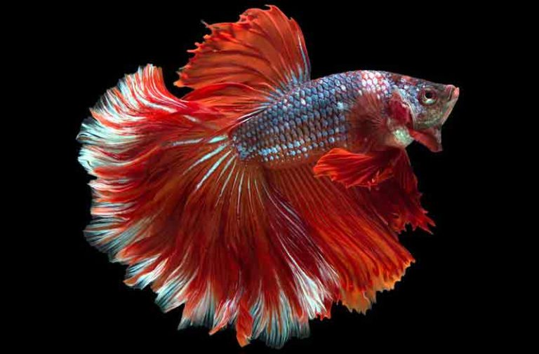 What Is the Easiest Fish to Take Care Of? Solahart Handal