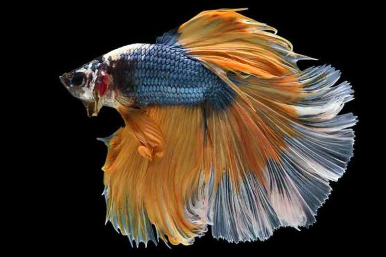 How to Take Care of Betta Fish In a Bowl