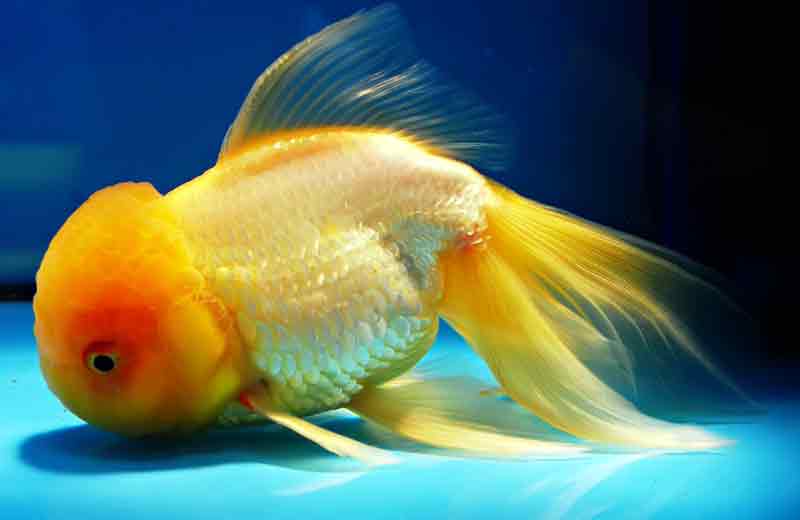 Oranda goldfish Easiest Fish to Take Care Of
