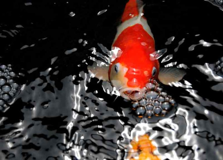 cara memelihara ikan koi di kolam kecil