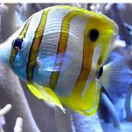 copperband butterflyfish care