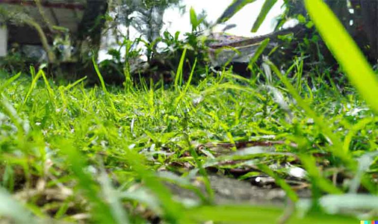 how long does it take for grass to grow