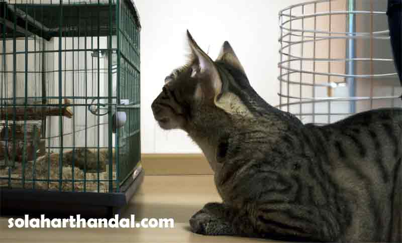 how to keep cat off reptile cage