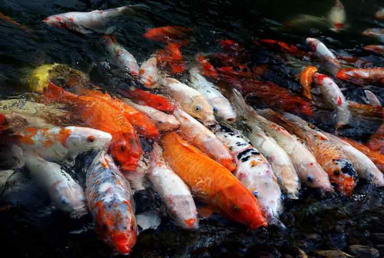 sejarah ikan koi