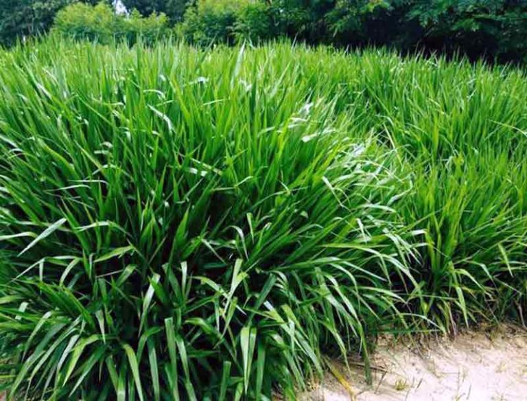 Cara Menanam Rumput Odot di Lahan Kering