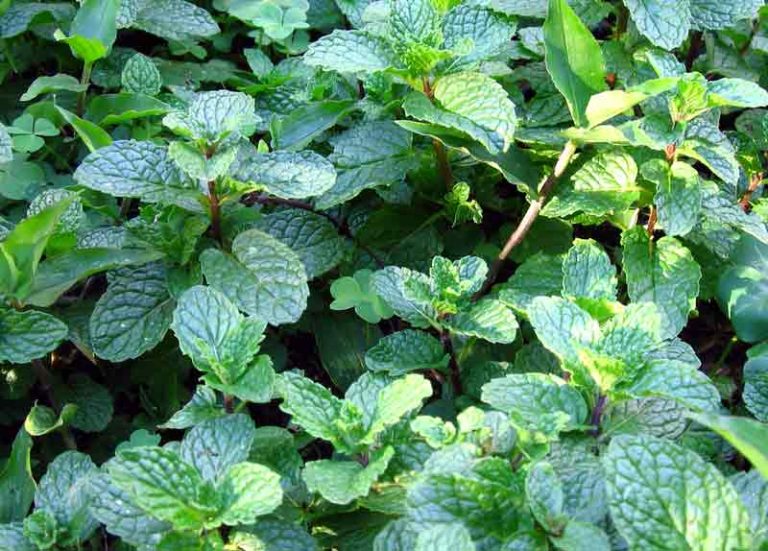 Cara Menanam dan Merawat Daun Mint di Rumah