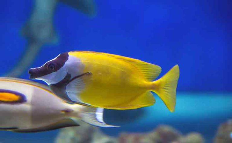 Foxface Rabbitfish Care 101: A Complete Guide for Tank Setup, Feeding ...