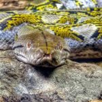 Introduction to Reticulated Python Care
