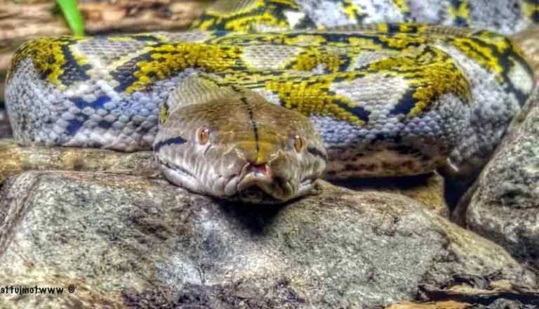 Introduction to Reticulated Python Care - Solahart Handal