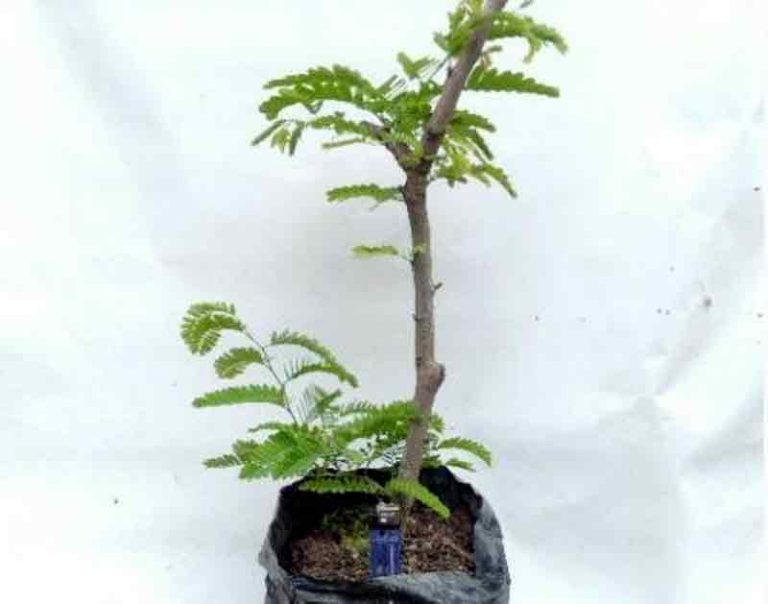 cara menanam bonsai asem dongkelan