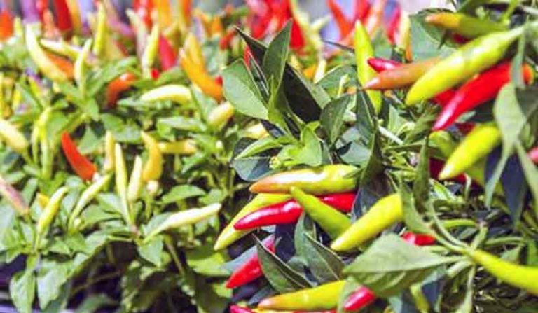 cara menanam cabe rawit di polybag agar berbuah lebat