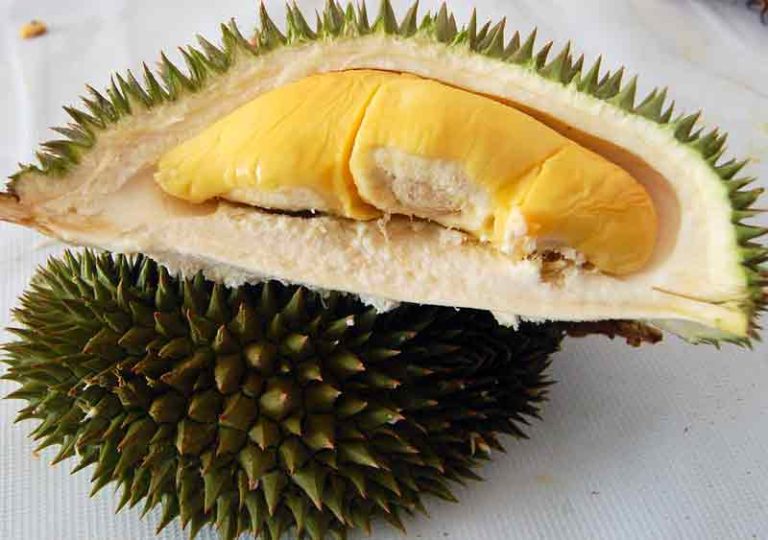 cara menanam durian bawor agar cepat berbuah