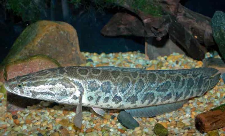 cara mengatasi ikan channa stres