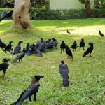 The Ultimate Guide on How to Attract Crows to Your Garden