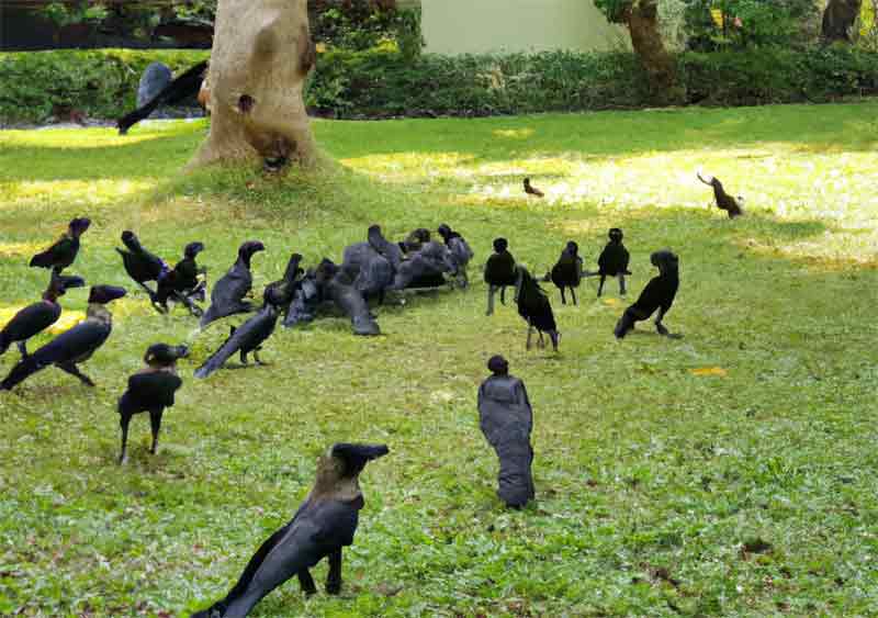 how to attract crows